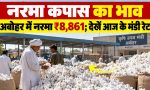 Narma Kapas Bhav Today 6 October 2026