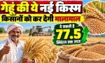 Wheat Variety HI 1683