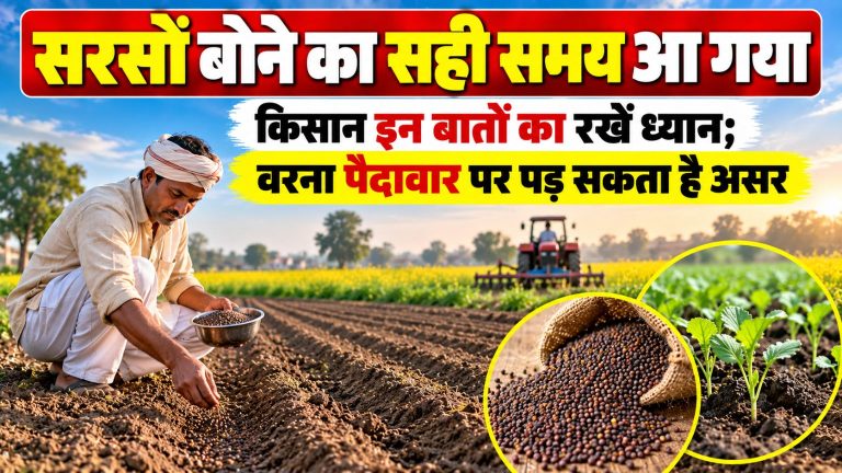 सरसों की बुवाई का सही समय क्षेत्र, सिंचाई की उपलब्धता, मिट्टी की नमी और चुनी गई किस्म के अनुसार बदल सकता है।